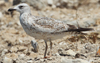 Larus armenicus